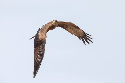 Yellow-billed Kite (Milvus aegyptius) in flight