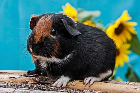 Smooth Guinea Pig