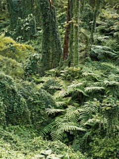 Vegetation