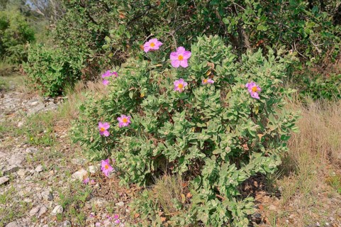 White-leaved Rock Rose (Cistus albidus)