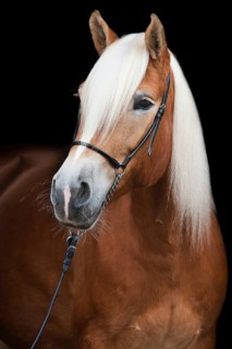 Tyrolean Haflinger with a show halter