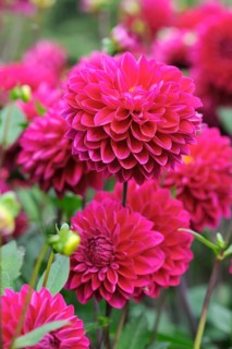 Red Ball Dahlias (Dahlia)