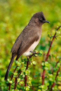 Cape Bulbul (Pycnonotus capensis)