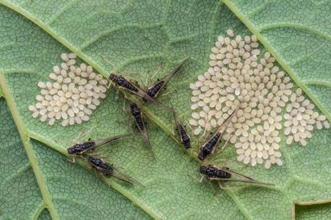 Aphids (Aphidina)