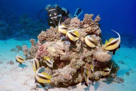 Scuba diver looking at Pennant Coralfish (Heniochus acuminatus)