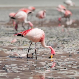 Andean flamingos (Phoenicoparrus andinus)