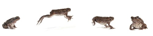 Cane Toad (Rhinella marina)