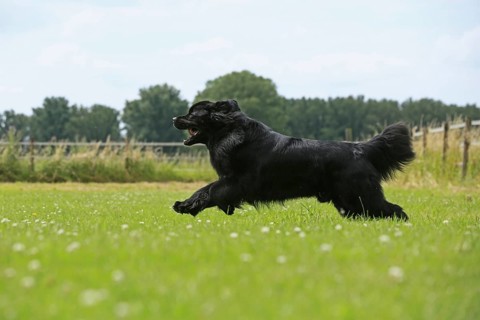 Newfoundland running on meadow