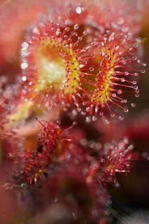 Sundew (Drosera rotundifolia)