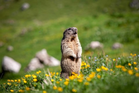 Alpine Marmot (Marmota marmota)
