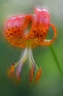 Panther Lily (Lilium pardalinum)