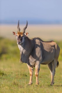 Common eland (Taurotragus oryx) in savanna