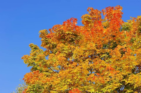 Norway Maple (Acer platanoides) in autumn