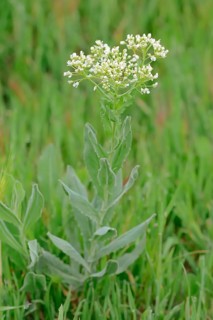 Whitetop (Lepidium draba