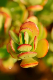 Silver Dollar Plant (Crassula arborescens)