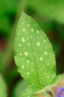 Lungwort (Pulmonaria officinalis)