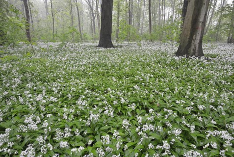 Flowering wild garlic (Allium ursinum) in spring forest in fog