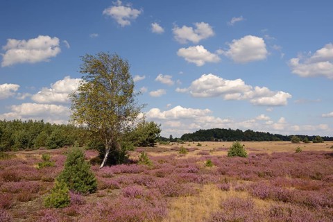 Open heath with birch (Betula sp.)