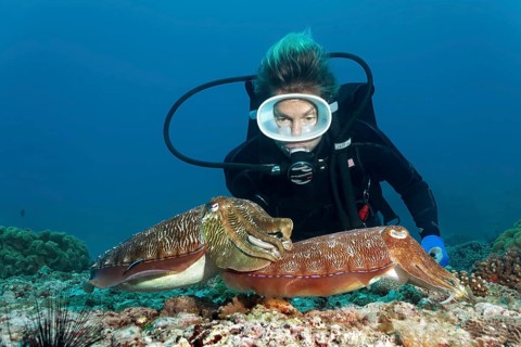 Diver watching two Broadclub Cuttlefish (Sepia latimanus)