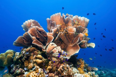 Solitary Montipora Coral (Montipora sp.)