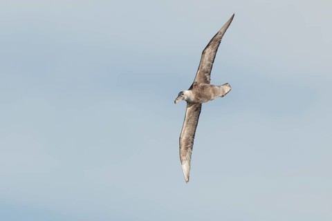 Southern Giant Petrel (Macronectes giganteus)
