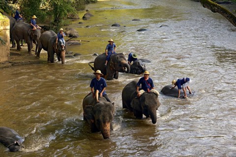 Mahouts bathing their Asian or Asiatic Elephants (Elephas maximus) in the Mae Tang River