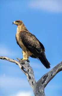 Tawny Eagle (Aquila rapax)