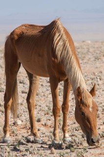 Wild horse in the Namib Desert