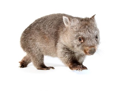 Common Wombat (Vombatus ursinus)