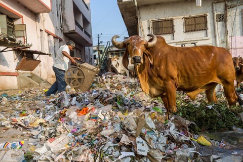 Cattle foraging in a heap of garbage