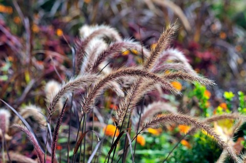 Fountain Grass (Pennisetum setaceum)