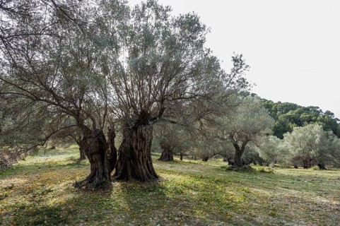 Ancient olive trees