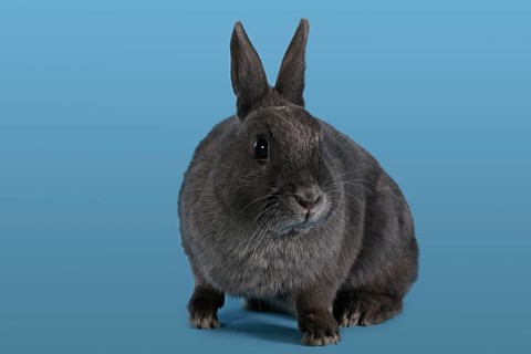 Blue Dwarf rabbit