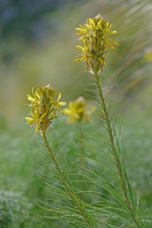 King's Spear or Yellow Asphodel (Asphodeline lutea)