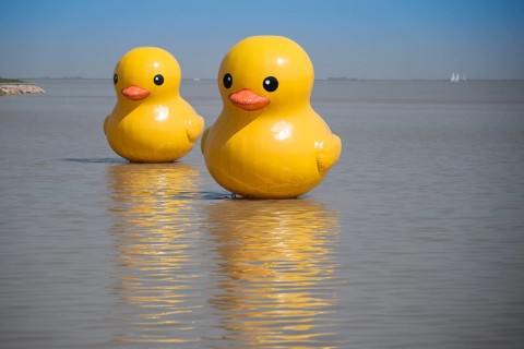 Rubber ducks on Lake Tai
