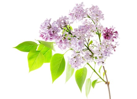 Common Lilac (Syringa vulgaris)