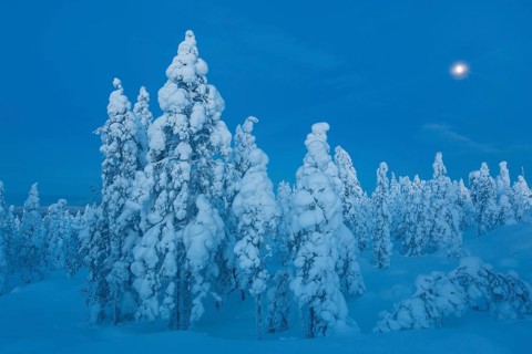 Finnish winter forest at twillight