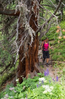 Woman hiking through the pine forest