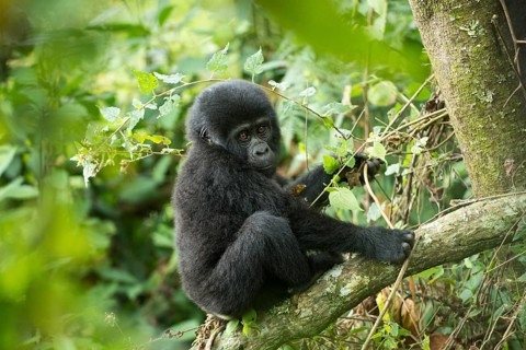 Mountain Gorilla (Gorilla beringei beringei)