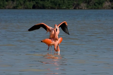 American flamingos (Phoenicopterus ruber)