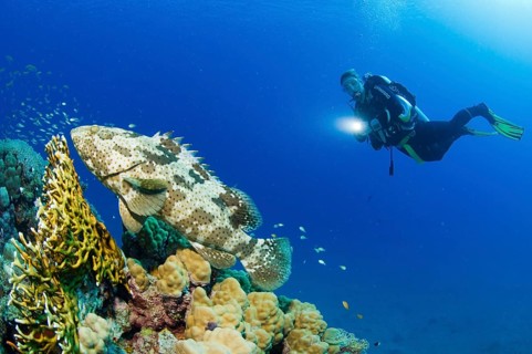 Scuba diver watching a Malabar Grouper (Epinephelus malabaricus)