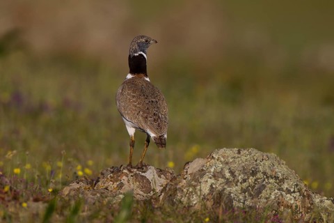 Little Bustard (Tetrax tetrax)