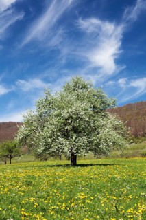 Fruit tree in blossom on a meadow in spring