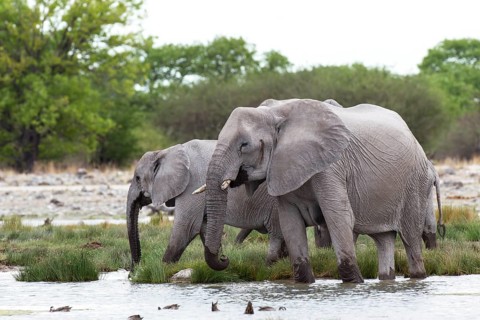 African elephants (Loxodonta africana) at a waterhole