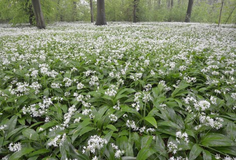 Flowering wild garlic (Allium ursinum) in spring forest