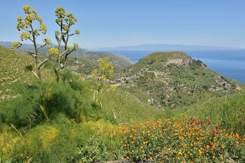 Giant Fennel (Ferula communis)