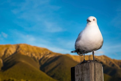 Black-billed Gull (Chroicocephalus bulleri)