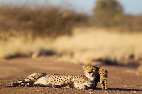 Cheetah (Acinonyx jubatus)