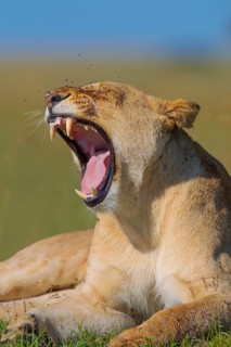 Lioness (Panthera leo) yawning