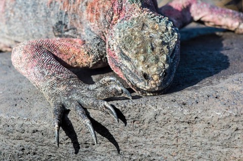 Sea Iguana or Galapagos Marine Iguana (Amblyrhynchus cristatus hassi)